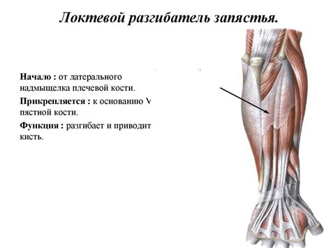 Мышцы верхней конечности - презентация онлайн