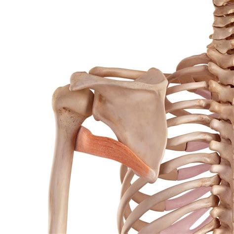 shoulder pain physiotherapy prohealth oshawa physio rehab
