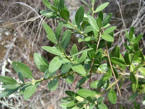 Jardim Autóctone: Buxo (Buxus sempervirens)