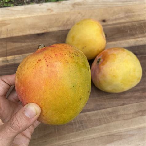 Juicy Peach Mango Grow Guide - Tropical Tree Guide