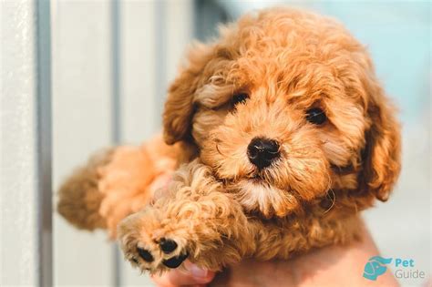 Той-пудель🐶 — описание, дрессировка, особенности ухода за той-пуделем ...