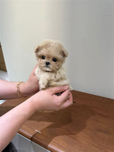 Maltipoo Teacup Holly - Micropetkorea