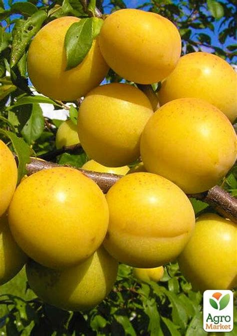 Алича "Лавіна" (літній сорт, середній термін дозрівання) купити поштою ...