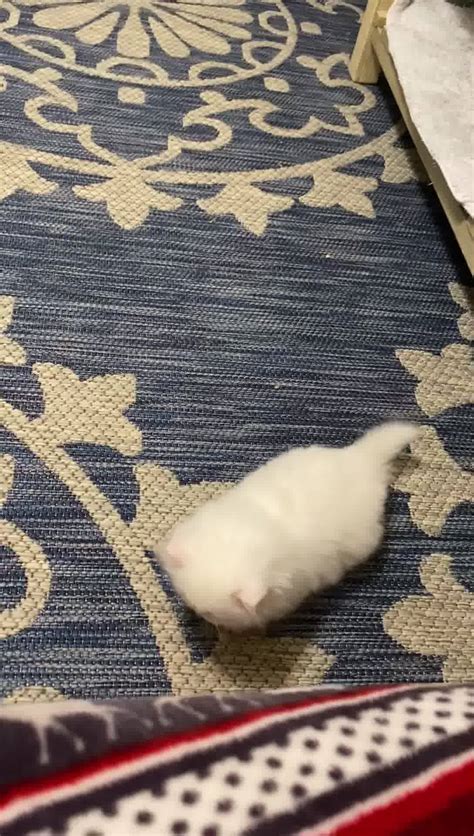 Mercedes Cats - Home | Facebook