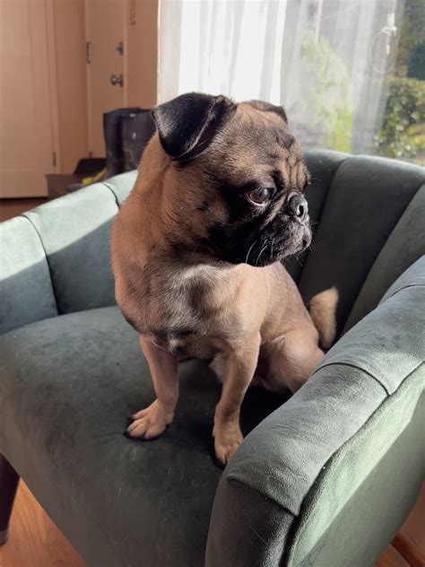 Billy – Church of Pug