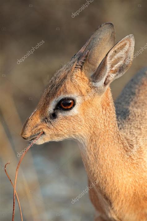 Damara dik-dik antelope — Stock Photo © EcoPic #44521631