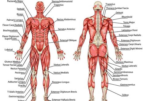 Muscular system diagram | Healthiack