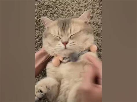 кошачий телефон - YouTube