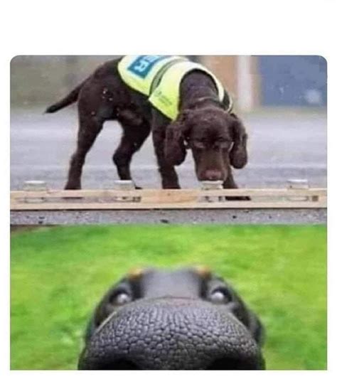 THIS DOG CAN SMELL YOU Blank Template - Imgflip