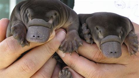 Australian Authorities Hunt Platypus Serial Killer After Animals Found ...