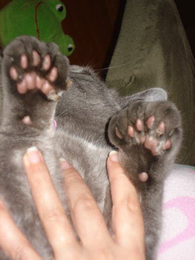 Polydactyl Cats - the Big Feet of the Cat World