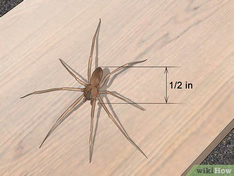Aranha Marrom Tamanho Real - 3 Formas de Identificar uma Aranha Marrom - wikiHow