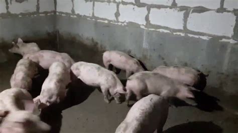 Покупка поросят. Свиньи на откорме горохом. Свиноводство. - YouTube