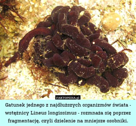 Gatunek jednego z najdłuższych organizmów świata - wstężnicy Lineus ...