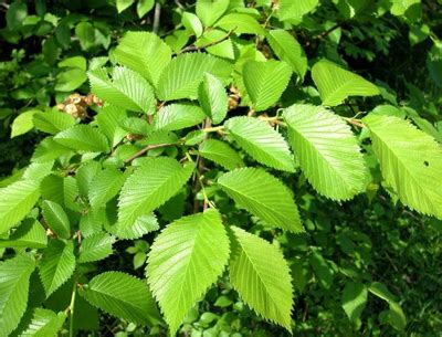 Полски бряст, Ulmus minor Mill, Билка