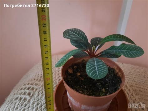 Плюеща палма - в Стайни растения в гр. София - ID39802113 — Bazar.bg