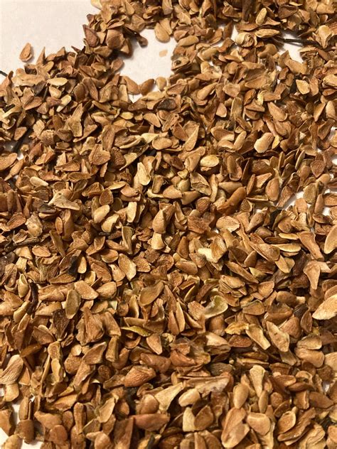 Chinese cedar tree seeds (TOONA SINENSIS) ( Chinese Toon) (Red Toon