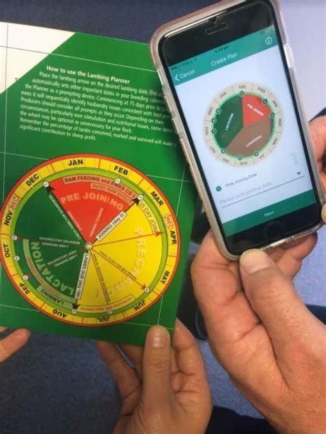 popular lambing planner tool  digital   mobile phone app sheep