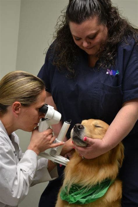 Newtown Veterinary Specialists Provides Free Sight-Saving Eye Exams for ...