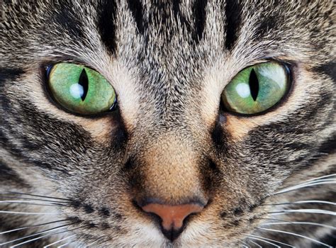 What Does A Cat's Eye Look Like at Dylan Trouton blog