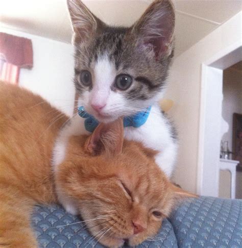 Kitty hug!! : Animals