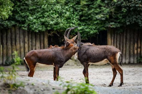 Antilopen stockfoto. Bild von fauna, säugetier, eingebürgert - 84036854