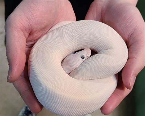 python regius ball python super lesser female  ball pyth