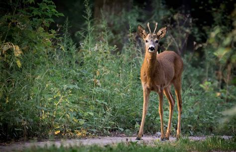 rehe aus dem garten vertreiben nachgeharkt