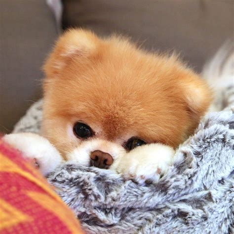 The world s cutest dog boo dies from a broken heart – Artofit