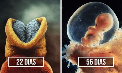O Ser Humano Nasce Pronto Mas Incompleto