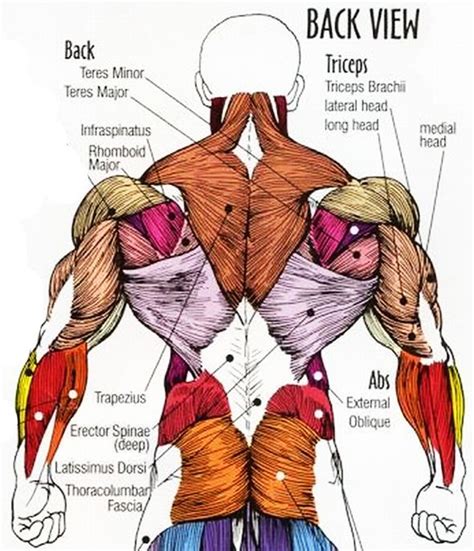 Male Back Muscle Groups | Anatomy | Pinterest | Human body anatomy