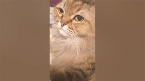хейтеры жалко кота ну вот теперь смотрю просто не кормлю не пою мне же ...