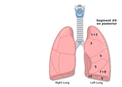 Bronchopulmonary Segments Ppt 5