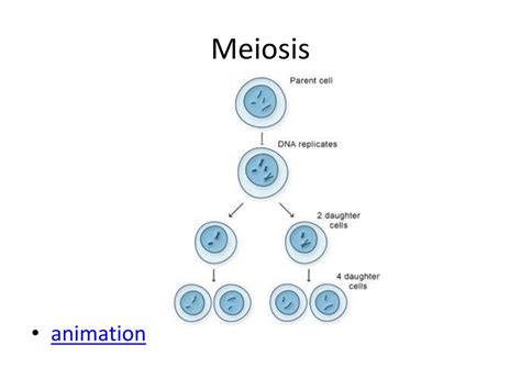 PPT - Meiosis PowerPoint Presentation, free download - ID:2275626