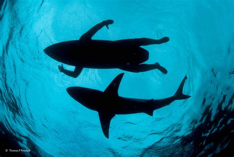 The shark surfer | Thomas P Peschak | The Wildlife Photojournalist ...