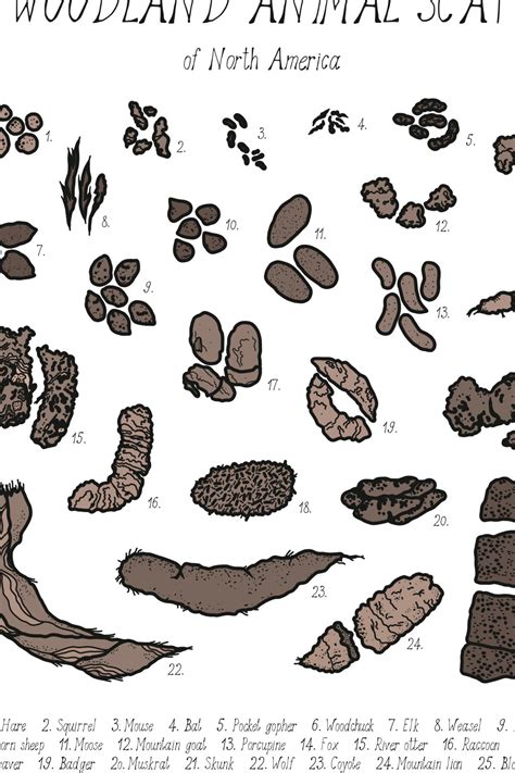 animal poop  shapes  helen shields blog