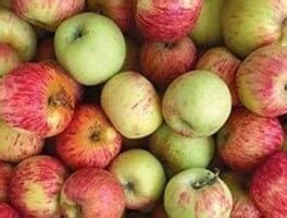 Raw Unfiltered Organic Apple Cider Vinegar - King's Olive Oil