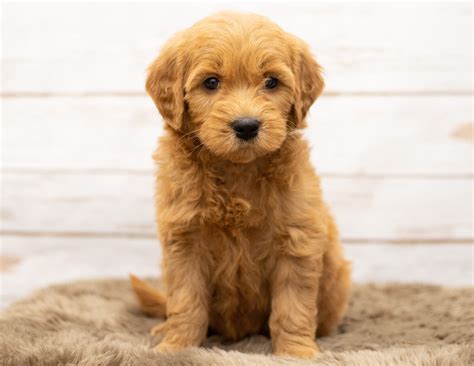 Mini Goldendoodle Size Comparison | Poodles 2 Doodles – Best Sheepadoodle and Goldendoodle