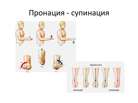 Костная система человека - презентация онлайн
