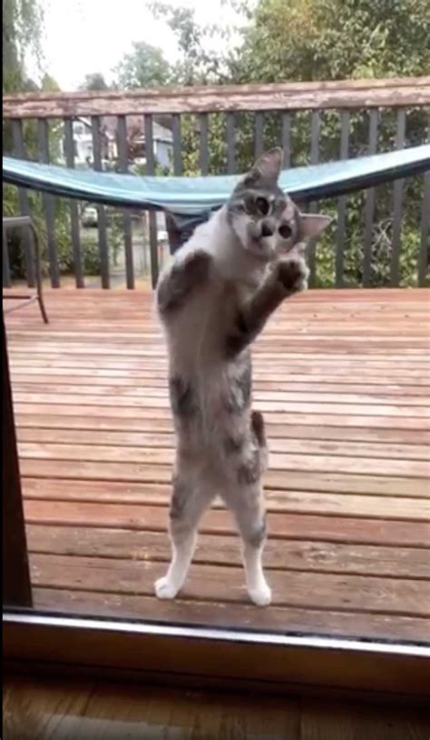 Very funny cat videos factory sale