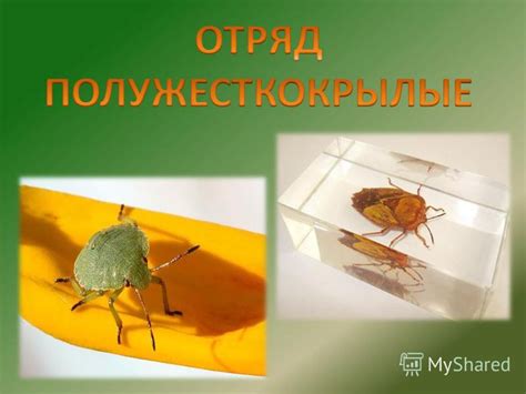 Презентация на тему: "СРЕДА ОБИТАНИЯ Отряд Полужесткокрылые встречаются ...