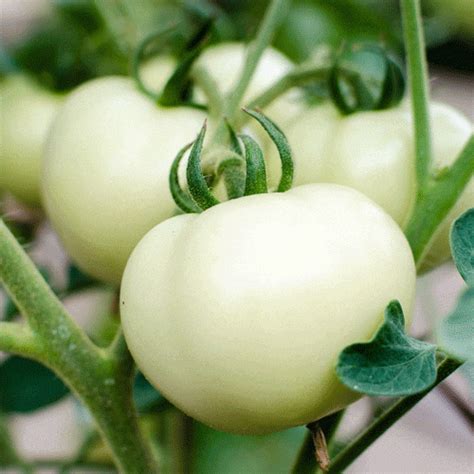 Organic Great White Tomato Seeds - Natural Seed Bank