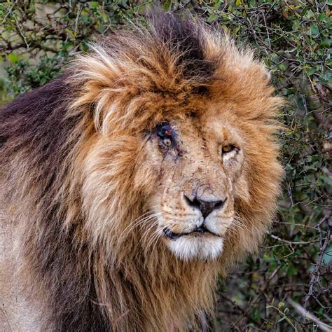lion king scar real
