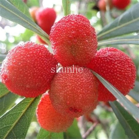 pcs arbutus unedo strawberry tree seeds buyingseedcom