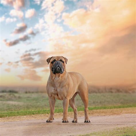 Bullmastiff Wallpapers - Top Free Bullmastiff Backgrounds - WallpaperAccess