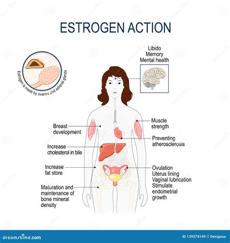 Estrogen Action. Woman Silhouette with Highlighted Internal Organs ...