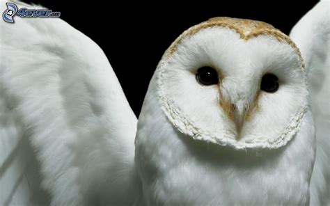 Hibou blanc