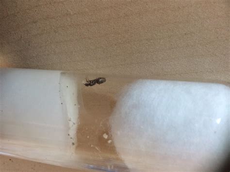 identify   mm   western australia rantkeeping