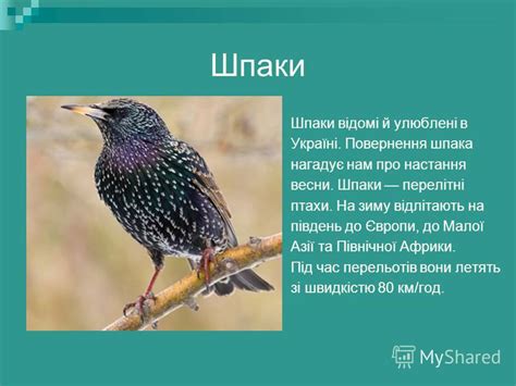 Презентация на тему: "Птахи нашої місцевості Виконала: учениця 8 класу ...