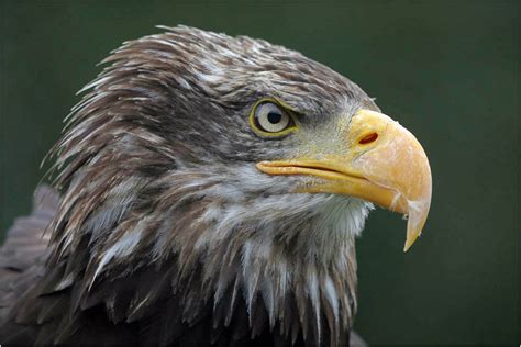 Weisskopfseeadler (Forum für Naturfotografen)